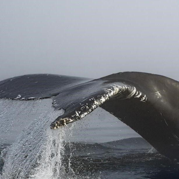 Ocean noise strategy delayed, but whale report by military may sound out path forward
